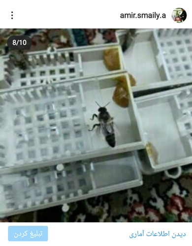 ملکه کارنیکا جفت طبیعی