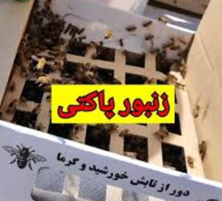 فروش کلونی پاکتی مخصوص مناطق شهری بدون نیش زدن و ارام و عسل اوری چند برابری