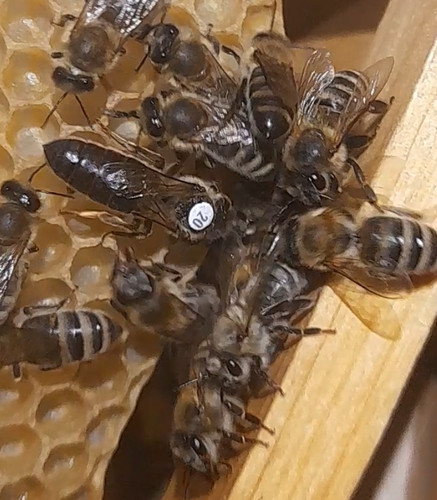 ملکه کارنیکا (جفت طبیعی) سری a ارسال پاکت یا قفس هفت گوهر