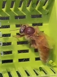 ملکه باکره کردوان پیوند شده از لاین وارداتی