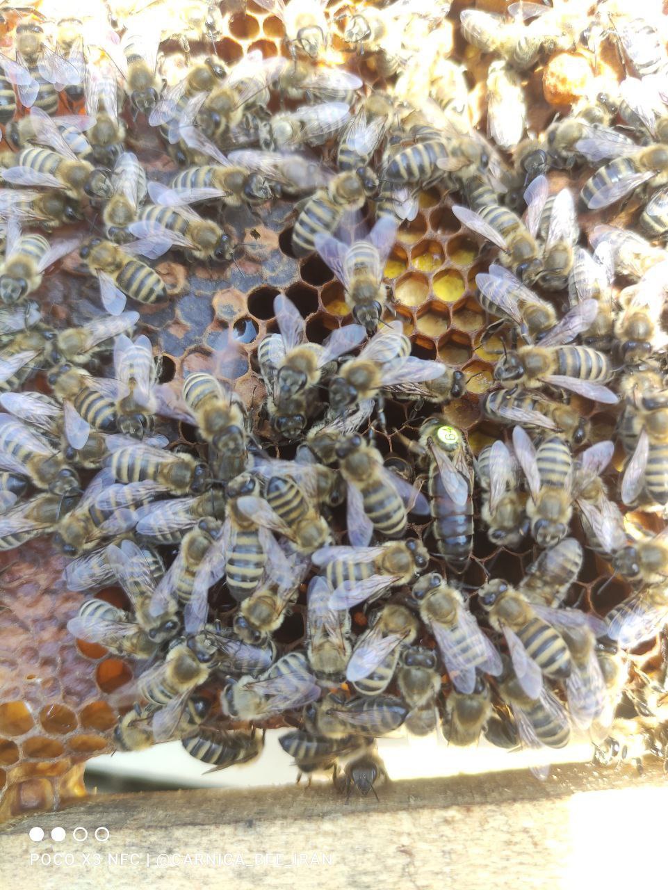 ملکه لاین قفقازی