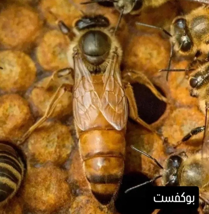 پیش فروش ملکه باکره کارنیکا آلمانی . اسلوانی . تایلندی . کردوان . بوکفست پیوند شده از لاین اصلی وارداتی