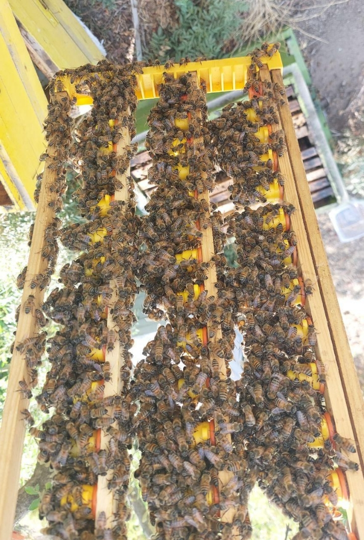 سفارش گیری  ملکه باکره