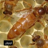 پیش فروش و سفارش ملکه های جفت رفته کارنیکا آلمانی . اسلوانی . تایلندی . کردوان . بوکفست پیوند شده از بریدر های وارداتی