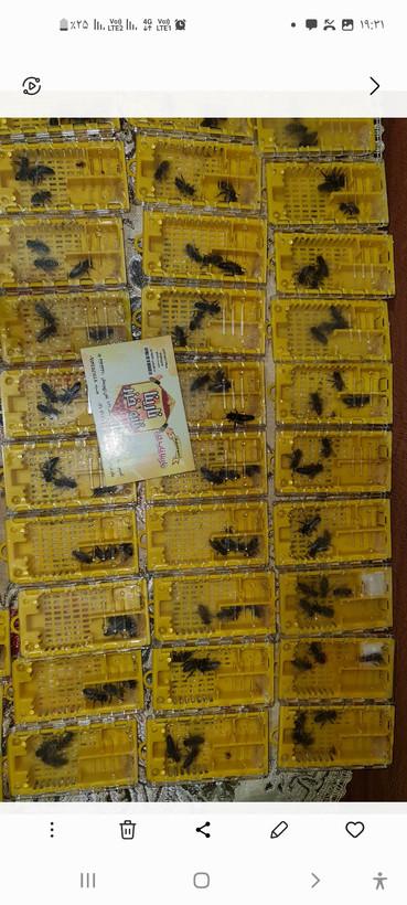 پیش فروش و سفارش ملکه های جفت رفته کارنیکا آلمانی . اسلوانی . تایلندی . کردوان . بوکفست پیوند شده از بریدر های وارداتی